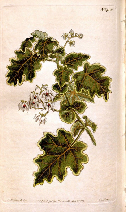 Curtis's botanical magazine. London ;New York [etc.] :Academic Press [etc.]. | Botany Periodicals "Pictorial works"  | Vintage Print Reproduction 452037