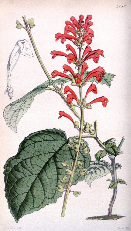 Curtis's botanical magazine. London ; New York [etc.] :Academic Press [etc.]. | "Botanical illustration" Botany Periodicals "Pictorial works" "Plants, Ornamental"  | Vintage Print Reproduction 452038