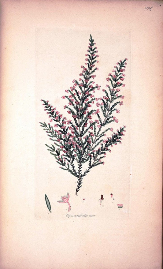 Coloured engravings of heaths :.London :Published by the Author. Printed by T. Bensley,1802-09 [1830]. |  | Vintage Print Reproduction 452039