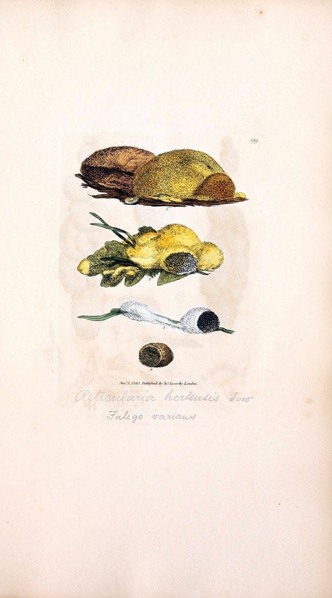 Coloured figures of English fungi or mushrooms. London,Printed by J. Davis,1797-[1809]. | England Mushrooms  | Vintage Print Reproduction 452040