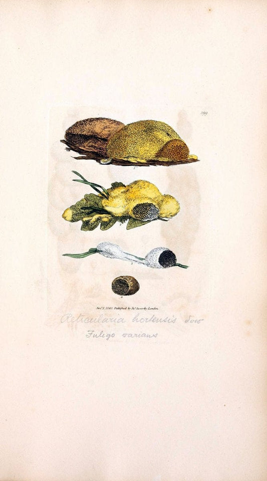 Coloured figures of English fungi or mushrooms. London,Printed by J. Davis,1797-[1809]. | England Mushrooms  | Vintage Print Reproduction 452040