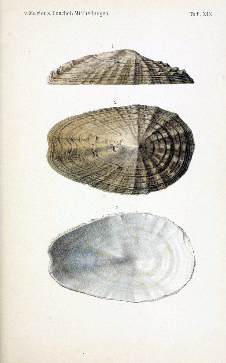 Conchologische Mittheilungen als Fortsetzung der Novitates conchologicae. bd 1 - 3.Cassell :T. Fischer,1880- . |  | Vintage Print Reproduction 452041