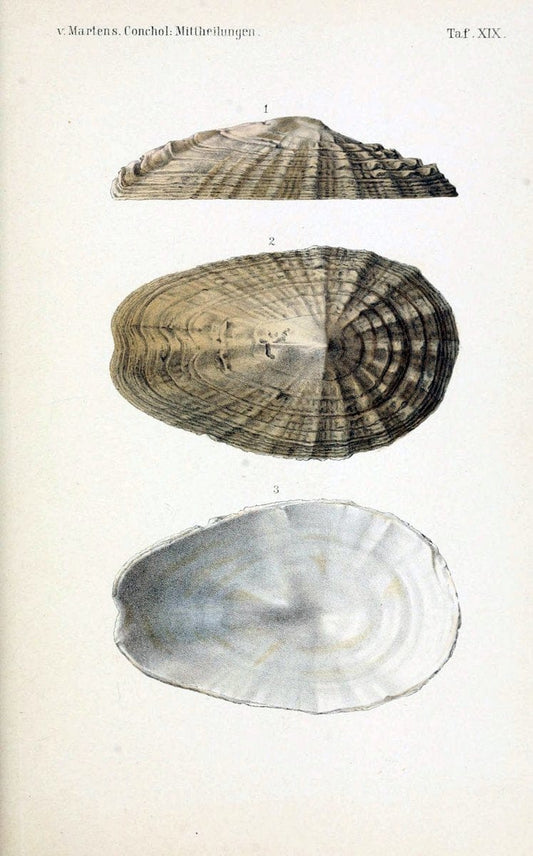 Conchologische Mittheilungen als Fortsetzung der Novitates conchologicae. bd 1 - 3.Cassell :T. Fischer,1880- . |  | Vintage Print Reproduction 452041