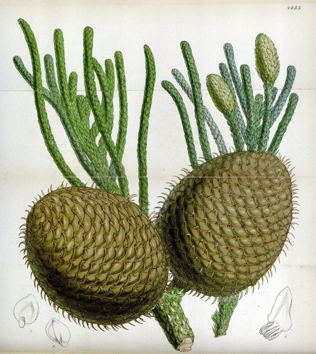 Curtis's botanical magazine. London ; New York [etc.] :Academic Press [etc.]. | "Botanical illustration" Botany Periodicals "Pictorial works" "Plants, Ornamental"  | Vintage Print Reproduction 452043