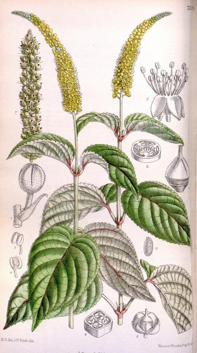 Curtis's botanical magazine. London ; New York [etc.] :Academic Press [etc.]. | "Botanical illustration" Botany Periodicals "Pictorial works" "Plants, Ornamental"  | Vintage Print Reproduction 452044