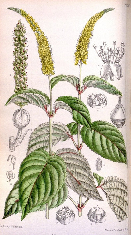 Curtis's botanical magazine. London ; New York [etc.] :Academic Press [etc.]. | "Botanical illustration" Botany Periodicals "Pictorial works" "Plants, Ornamental"  | Vintage Print Reproduction 452044