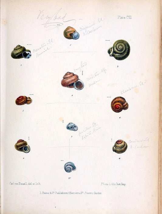 Conchologia indica,.London,1870-1876.. |  | Vintage Print Reproduction 452045