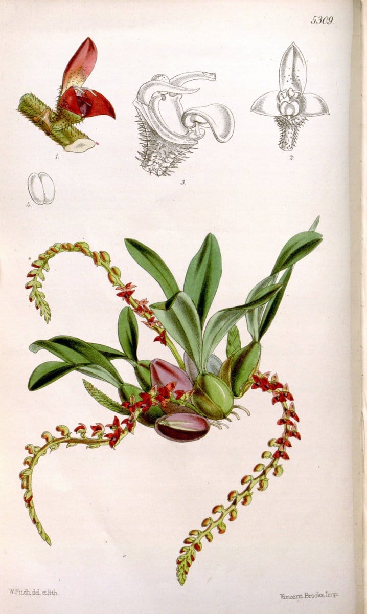 Curtis's botanical magazine. London ; New York [etc.] :Academic Press [etc.]. | "Botanical illustration" Botany Periodicals "Pictorial works" "Plants, Ornamental"  | Vintage Print Reproduction 452046