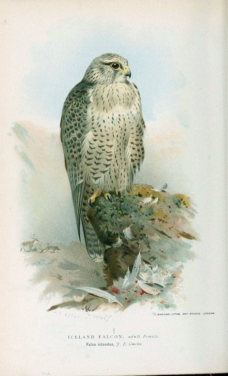 Coloured figures of the birds of the British Islands. v.1London :R. H. Porter,1885-1897. | Vintage Print Reproduction 452047