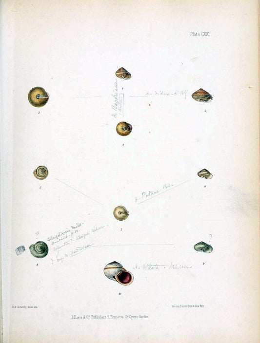 Conchologia indica,.London,1870-1876.. |  | Vintage Print Reproduction 452048