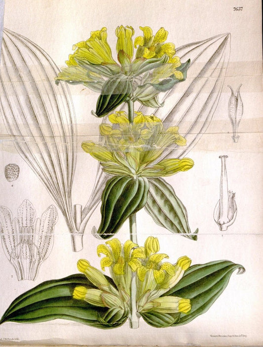 Curtis's botanical magazine. London ; New York [etc.] :Academic Press [etc.]. | "Botanical illustration" Botany Periodicals "Pictorial works" "Plants, Ornamental"  | Vintage Print Reproduction 452050