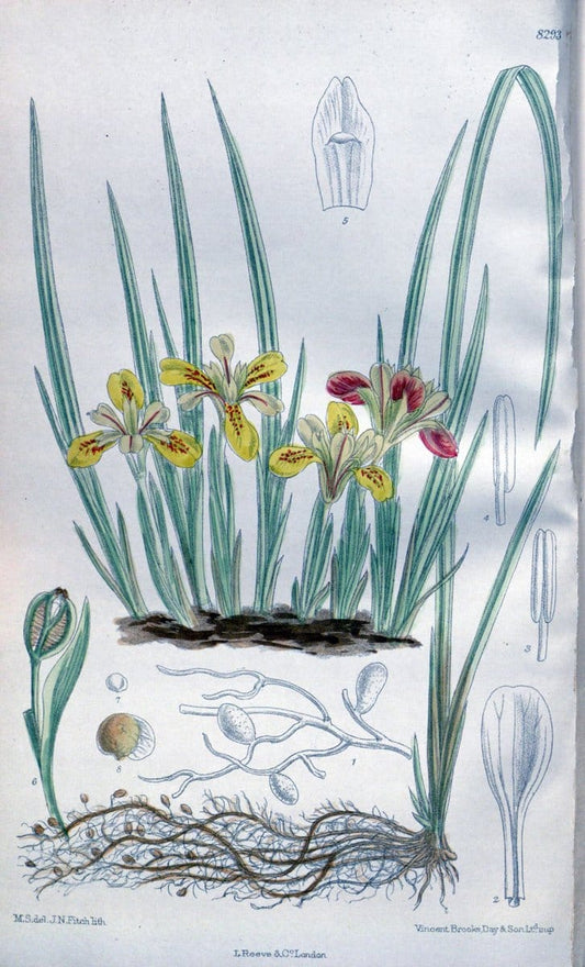 Curtis's botanical magazine. London ; New York [etc.] :Academic Press [etc.]. | "Botanical illustration" Botany Periodicals "Pictorial works" "Plants, Ornamental"  | Vintage Print Reproduction 452051