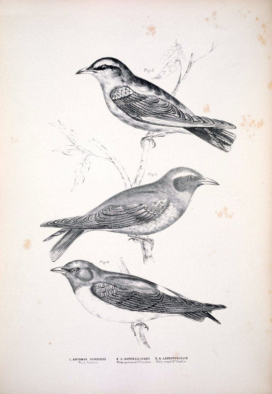 Companion to Gould's Handbook; or, Synopsis of the birds of Australia. Brisbane,Thorne & Greenwell,1877.  | Australia Birds | Vintage Print Reproduction 452052