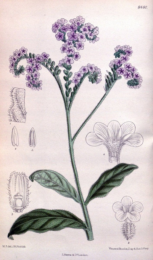 Curtis's botanical magazine. London ; New York [etc.] :Academic Press [etc.]. | "Botanical illustration" Botany Periodicals "Pictorial works" "Plants, Ornamental"  | Vintage Print Reproduction 452053
