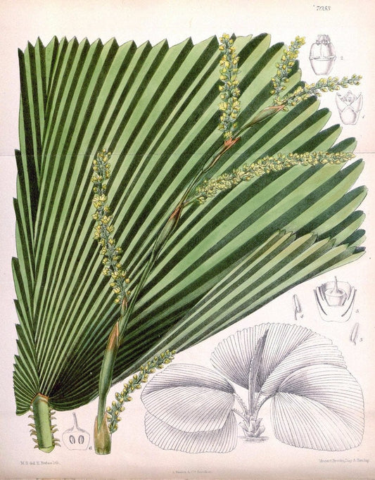 Curtis's botanical magazine. London ; New York [etc.] :Academic Press [etc.]. | "Botanical illustration" Botany Periodicals "Pictorial works" "Plants, Ornamental"  | Vintage Print Reproduction 452056