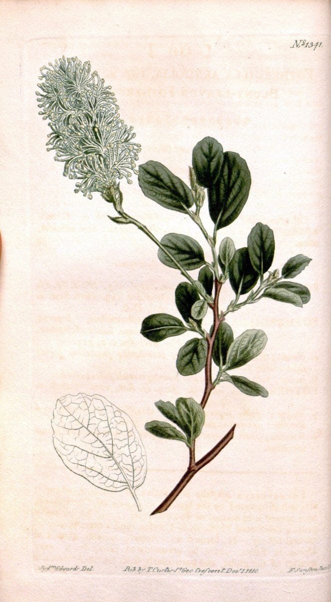 Curtis's botanical magazine. London ; New York [etc.] :Academic Press [etc.]. | "Botanical illustration" Botany Periodicals "Pictorial works" "Plants, Ornamental"  | Vintage Print Reproduction 452057