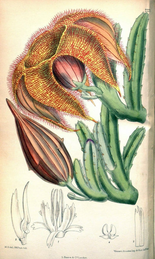 Curtis's botanical magazine. London ; New York [etc.] :Academic Press [etc.]. | "Botanical illustration" Botany Periodicals "Pictorial works" "Plants, Ornamental"  | Vintage Print Reproduction 452059
