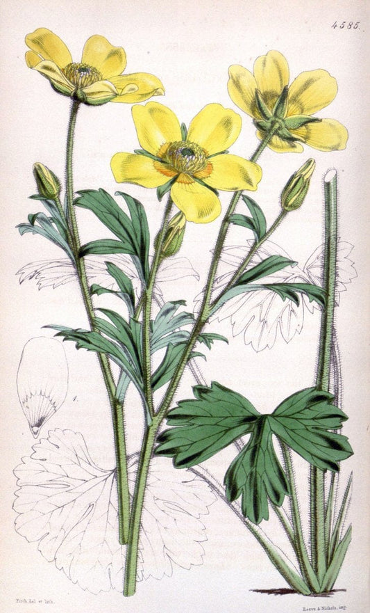 Curtis's botanical magazine. London ; New York [etc.] :Academic Press [etc.]. | "Botanical illustration" Botany Periodicals "Pictorial works" "Plants, Ornamental"  | Vintage Print Reproduction 452061