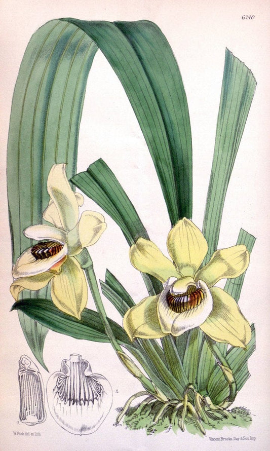 Curtis's botanical magazine. London ; New York [etc.] :Academic Press [etc.]. | "Botanical illustration" Botany Periodicals "Pictorial works" "Plants, Ornamental"  | Vintage Print Reproduction 452063