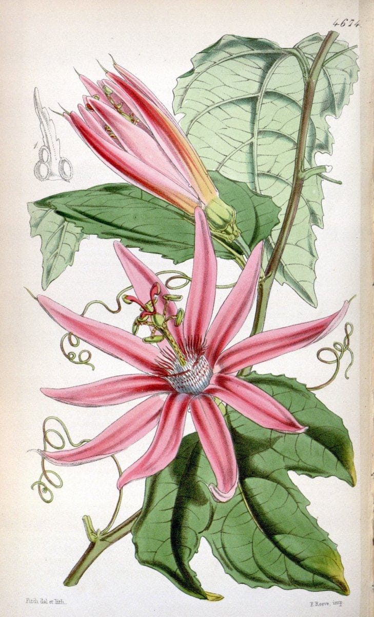 Curtis's botanical magazine. London ; New York [etc.] :Academic Press [etc.]. | "Botanical illustration" Botany Periodicals "Pictorial works" "Plants, Ornamental"  | Vintage Print Reproduction 452065