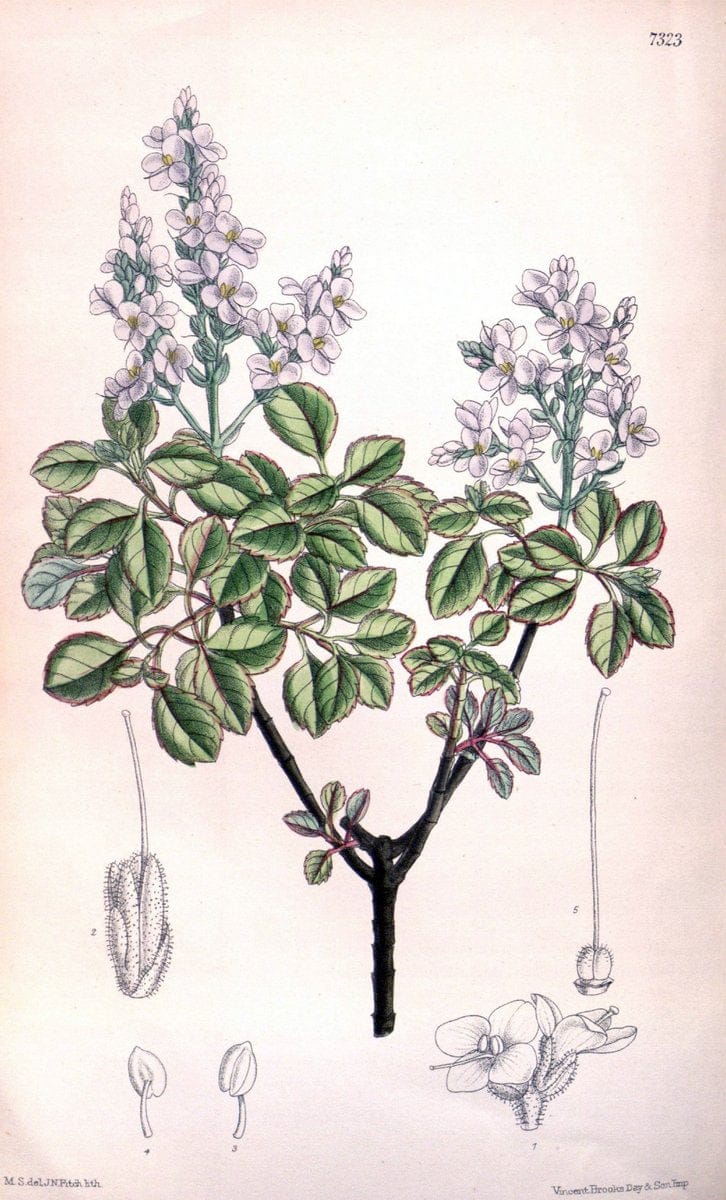 Curtis's botanical magazine. London ; New York [etc.] :Academic Press [etc.]. | "Botanical illustration" Botany Periodicals "Pictorial works" "Plants, Ornamental"  | Vintage Print Reproduction 452068