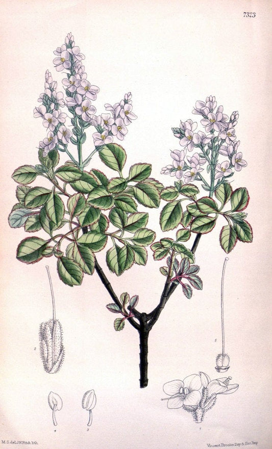 Curtis's botanical magazine. London ; New York [etc.] :Academic Press [etc.]. | "Botanical illustration" Botany Periodicals "Pictorial works" "Plants, Ornamental"  | Vintage Print Reproduction 452068