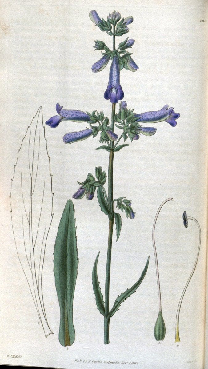 Curtis's botanical magazine. London ; New York [etc.] :Academic Press [etc.]. | "Botanical illustration" Botany Periodicals "Pictorial works" "Plants, Ornamental"  | Vintage Print Reproduction 452069