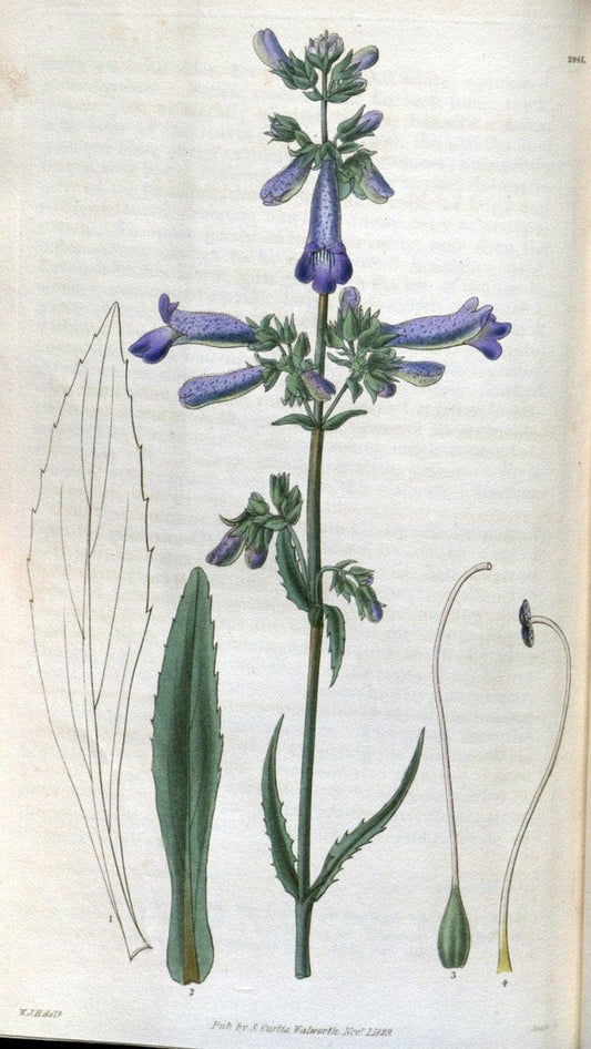 Curtis's botanical magazine. London ; New York [etc.] :Academic Press [etc.]. | "Botanical illustration" Botany Periodicals "Pictorial works" "Plants, Ornamental"  | Vintage Print Reproduction 452069