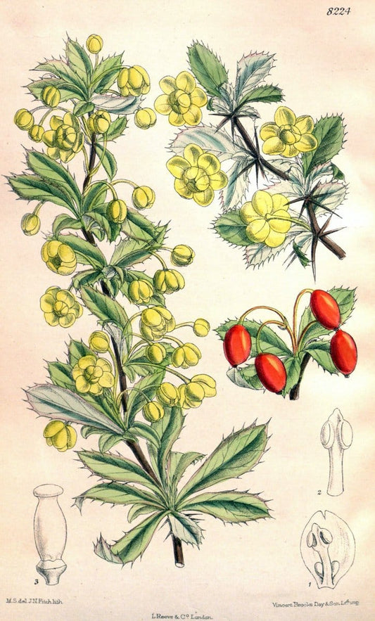 Curtis's botanical magazine. London ; New York [etc.] :Academic Press [etc.]. | "Botanical illustration" Botany Periodicals "Pictorial works" "Plants, Ornamental"  | Vintage Print Reproduction 452070