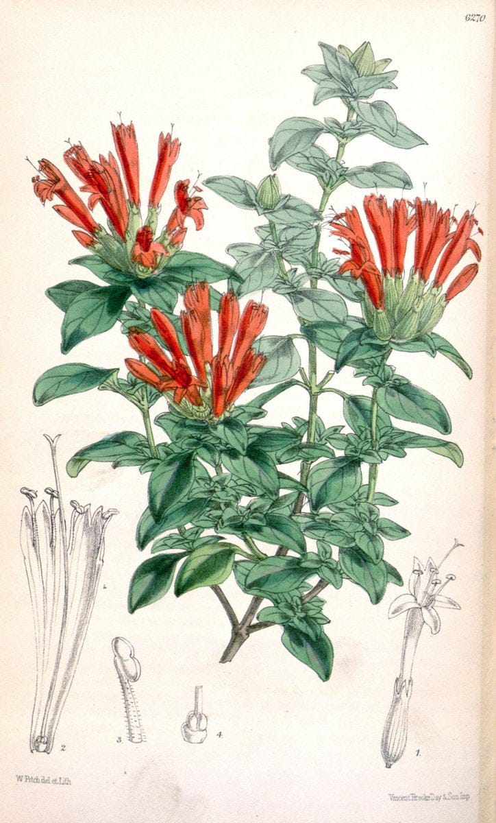 Curtis's botanical magazine. London ; New York [etc.] :Academic Press [etc.]. | "Botanical illustration" Botany Periodicals "Pictorial works" "Plants, Ornamental"  | Vintage Print Reproduction 452071