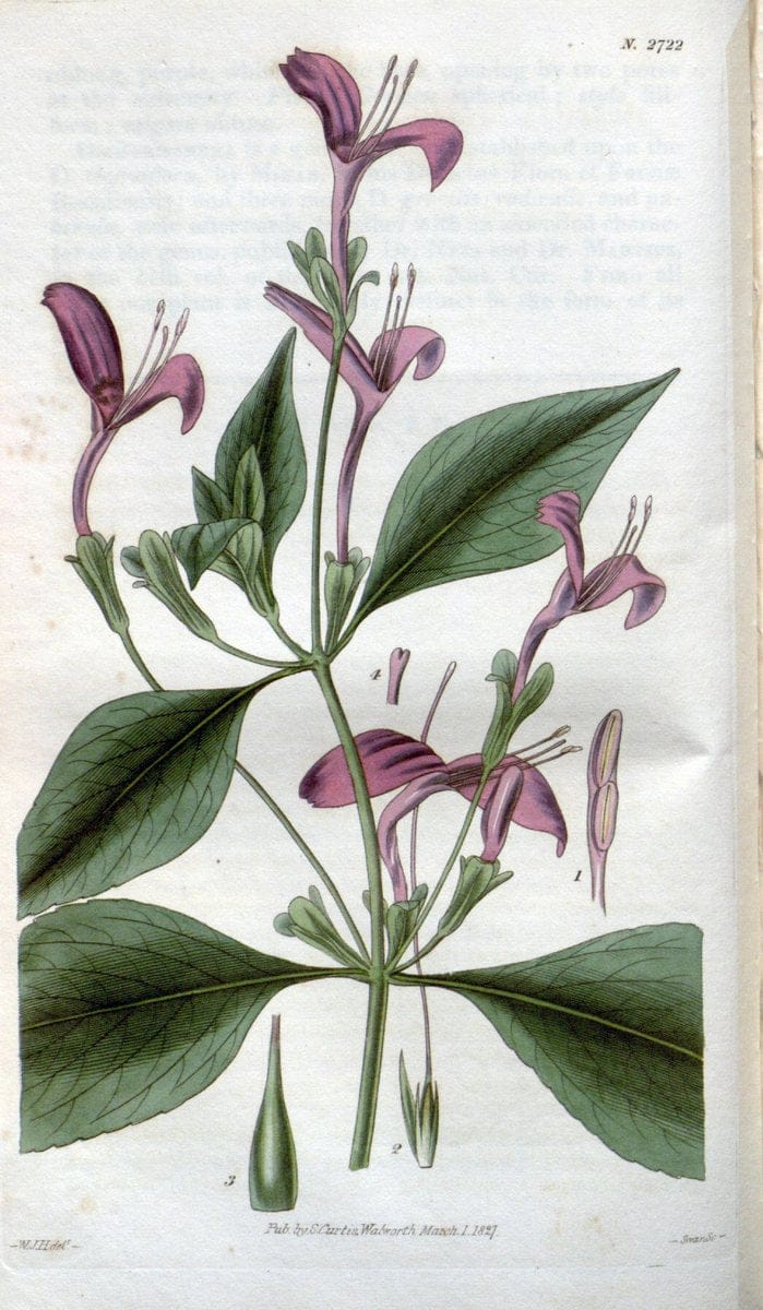 Curtis's botanical magazine..London ;New York [etc.] :Academic Press [etc.]. |  | Vintage Print Reproduction 452072