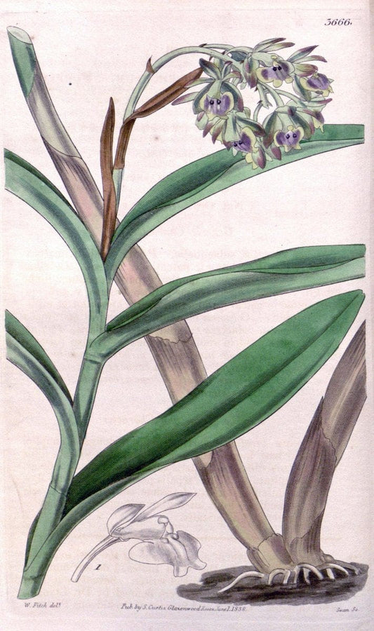 Curtis's botanical magazine..London ;New York [etc.] :Academic Press [etc.]. |  | Vintage Print Reproduction 452073