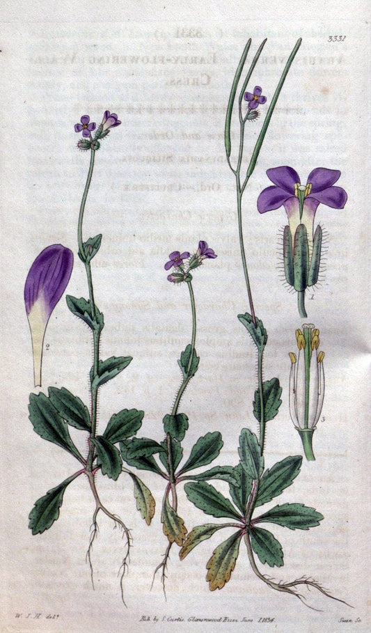 Curtis's botanical magazine..London ;New York [etc.] :Academic Press [etc.]. |  | Vintage Print Reproduction 452074