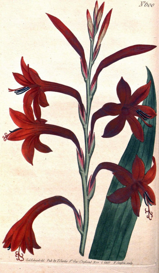 Curtis's botanical magazine. London ;New York [etc.] :Academic Press [etc.]. | Botany Periodicals "Pictorial works"  | Vintage Print Reproduction 452075