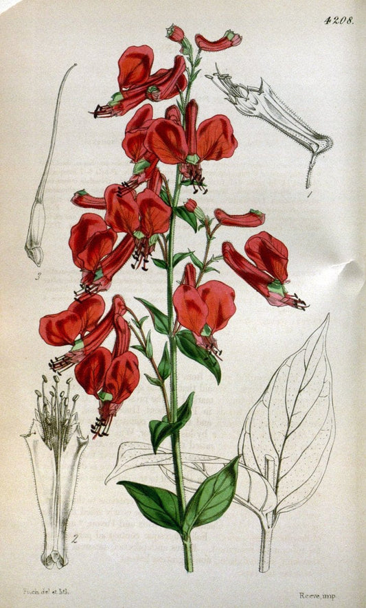 Curtis's botanical magazine. London ;New York [etc.] :Academic Press [etc.]. | Botany Periodicals "Pictorial works"  | Vintage Print Reproduction 452076