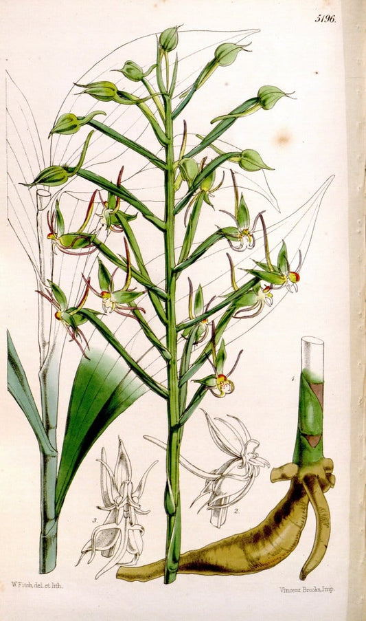 Curtis's botanical magazine. London ;New York [etc.] :Academic Press [etc.]. | Botany Periodicals "Pictorial works"  | Vintage Print Reproduction 452077