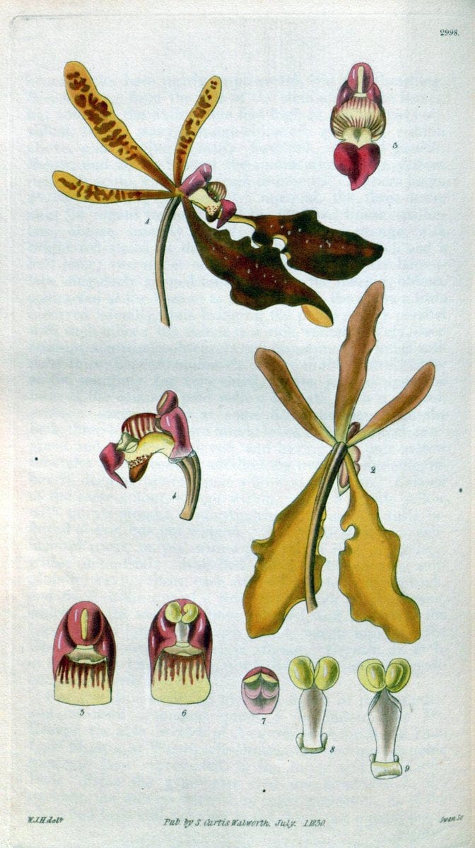 Curtis's botanical magazine. London ;New York [etc.] :Academic Press [etc.]. | Botany Periodicals "Pictorial works"  | Vintage Print Reproduction 452078
