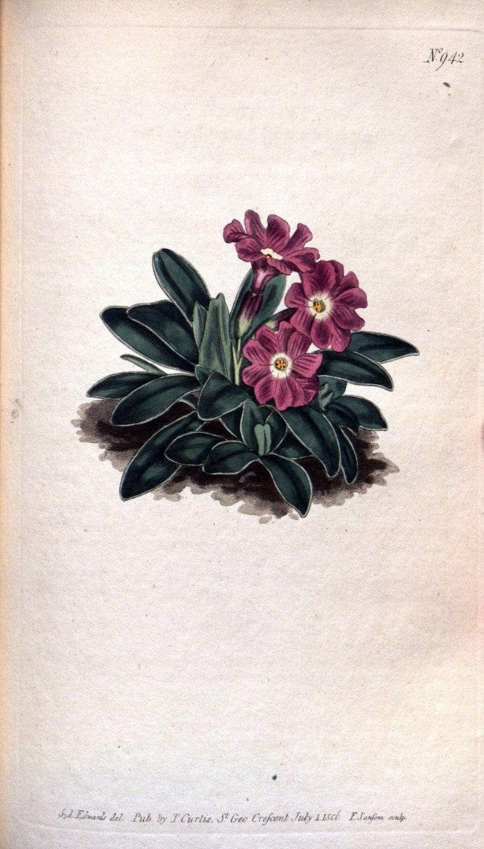 Curtis's botanical magazine. London ;New York [etc.] :Academic Press [etc.]. | Botany Periodicals "Pictorial works"  | Vintage Print Reproduction 452079