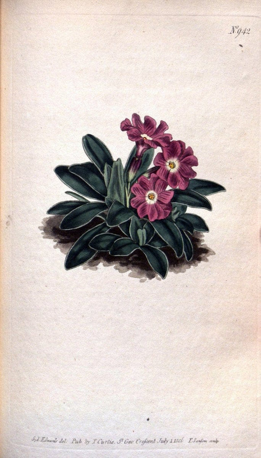 Curtis's botanical magazine. London ;New York [etc.] :Academic Press [etc.]. | Botany Periodicals "Pictorial works"  | Vintage Print Reproduction 452079