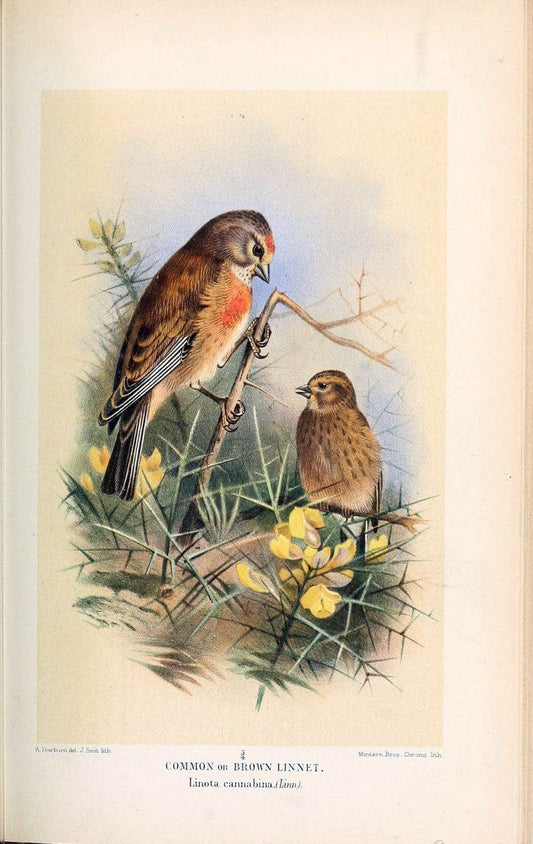 Coloured figures of the birds of the British Islands / issued by Lord Lilford. London :R | 59.82(42) Birds "Great Britain" "Pictorial works"  | Vintage Print Reproduction 452081