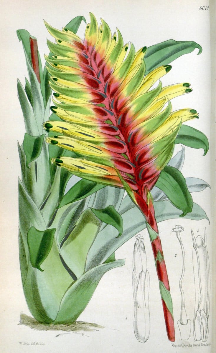 Curtis's botanical magazine. London ; New York [etc.] :Academic Press [etc.]. | "Botanical illustration" Botany Periodicals "Pictorial works" "Plants, Ornamental"  | Vintage Print Reproduction 452082