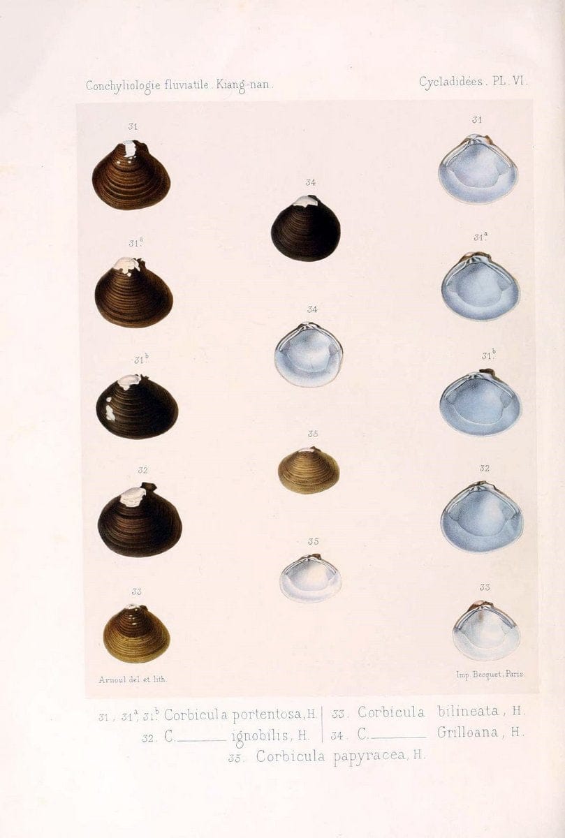 Conchyliologie fluviatile de la province de Nanking et de la Chine centrale /.Paris :Savy,[1875-1885]. | China Mollusks "Nanjing (Jiangsu Sheng)"  | Vintage Print Reproduction 452084