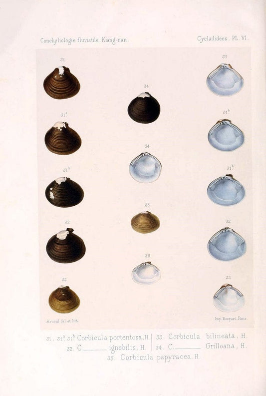 Conchyliologie fluviatile de la province de Nanking et de la Chine centrale /.Paris :Savy,[1875-1885]. | China Mollusks "Nanjing (Jiangsu Sheng)"  | Vintage Print Reproduction 452084