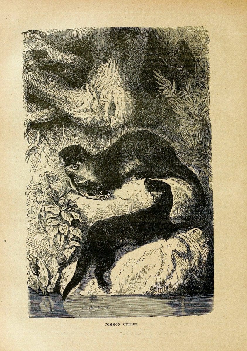 Cassell's natural history. London [etc]Cassell & Company, Limited,1896.  | "Animal behavior" Animals Nomenclature  | Vintage Print Reproduction 452085