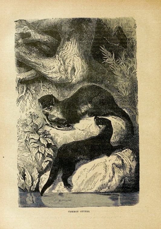 Cassell's natural history. London [etc]Cassell & Company, Limited,1896.  | "Animal behavior" Animals Nomenclature  | Vintage Print Reproduction 452085