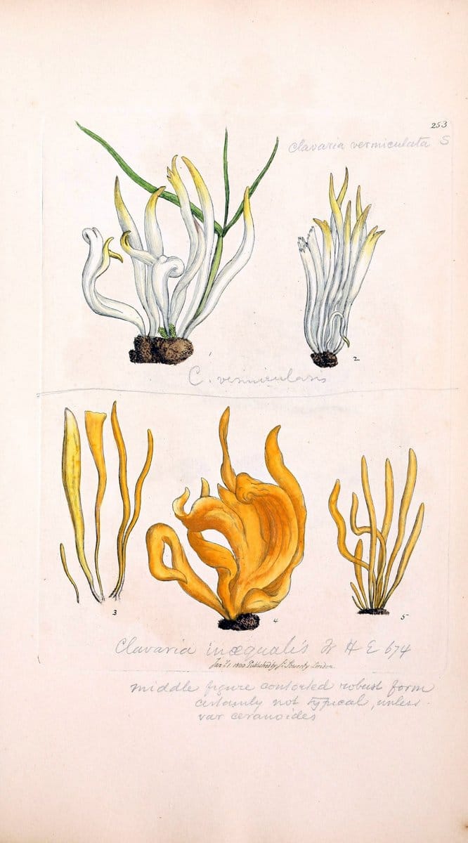 Coloured figures of English fungi or mushrooms. London,Printed by J. Davis,1797-[1809]. | England Mushrooms  | Vintage Print Reproduction 452086