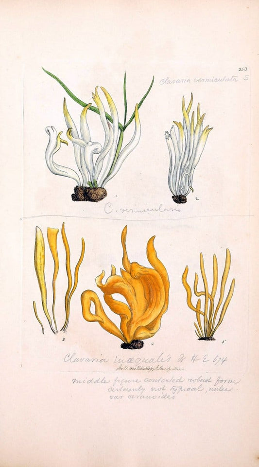 Coloured figures of English fungi or mushrooms. London,Printed by J. Davis,1797-[1809]. | England Mushrooms  | Vintage Print Reproduction 452086