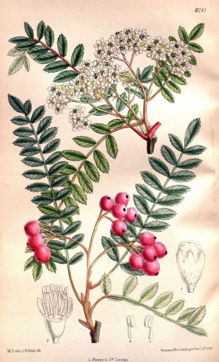 Curtis's botanical magazine. London ; New York [etc.] :Academic Press [etc.]. | "Botanical illustration" Botany Periodicals "Pictorial works" "Plants, Ornamental"  | Vintage Print Reproduction 452087