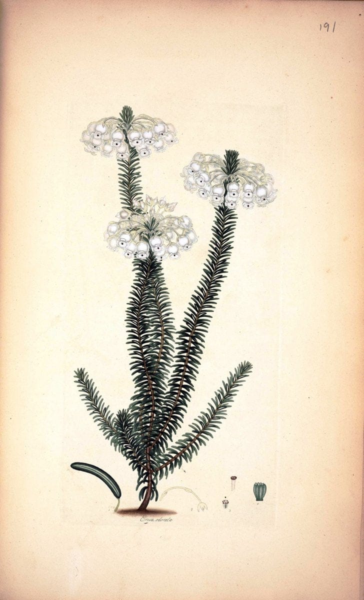 Coloured engravings of heaths :.London :Published by the Author. Printed by T. Bensley,1802-09 [1830]. |  | Vintage Print Reproduction 452088