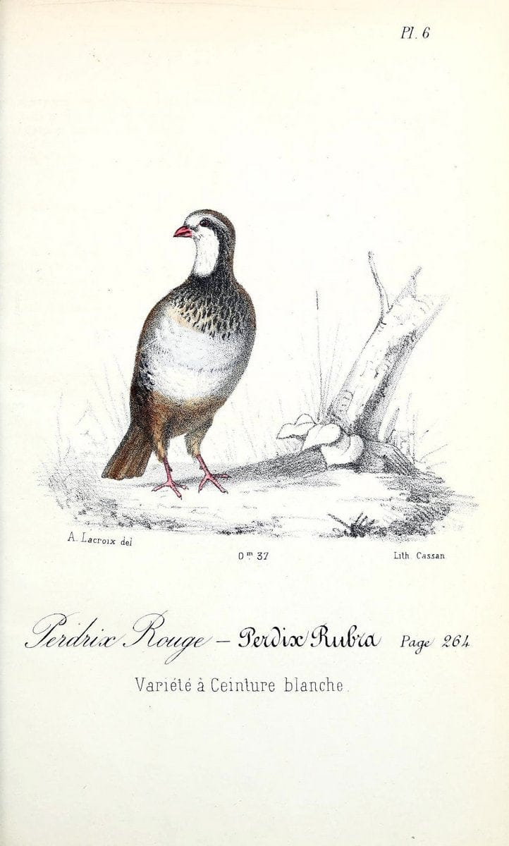 Catalogue raisonnÃ© des oiseaux observÃ©s dans les PyrÃ©nÃ©es franÃ Â§aises et les rÃ©gions limitrophes, . .Paris,BailliÃ¨re,1873-1875.  | "Field Museum Library" | Vintage Print Reproduction 452089